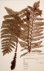 Polystichum proliferum. Herbarium specimen from Palmerston North, WELT P020470, showing mature, bulbiferous fronds, and narrowly ovate bicolorous scales.
 Image: B. Hatton © Te Papa CC BY-NC 3.0 NZ